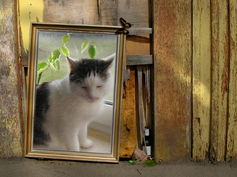 throw, indoors, domestic cat, door, mammal, Lonely, one animal, environment, framed, domestic animals, no people, domestic, nature, cat, waste disposal
