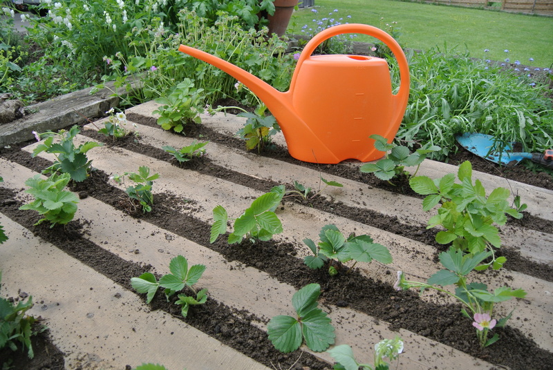 growth, day, red, garden, green color, food, high angle view, plant, gardening, equipment, eat, strawberry plant, berries, watering can, gardening equipment