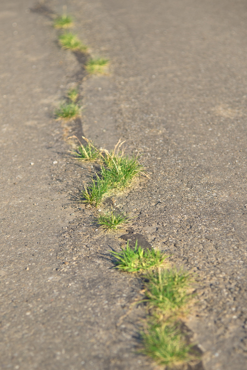 transportation, growth, grass, pothole, road, footpath, plant, hole, close-up, outdoors, selective focus, street, crack, sunlight, surface level, day, force