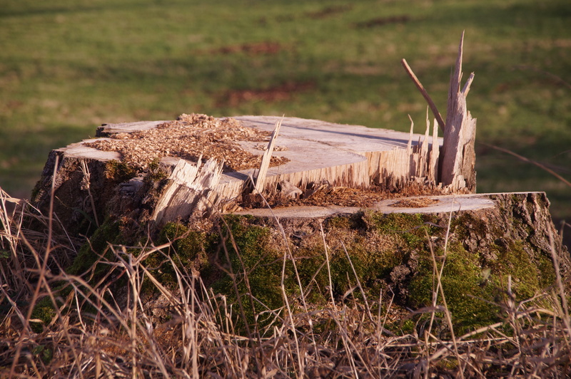 tranquility, close, field, butt, focus on foreground, bark, no people, fallen tree, log, tree stump, forestry, day, wood, tribe, outdoors, plant, firewood