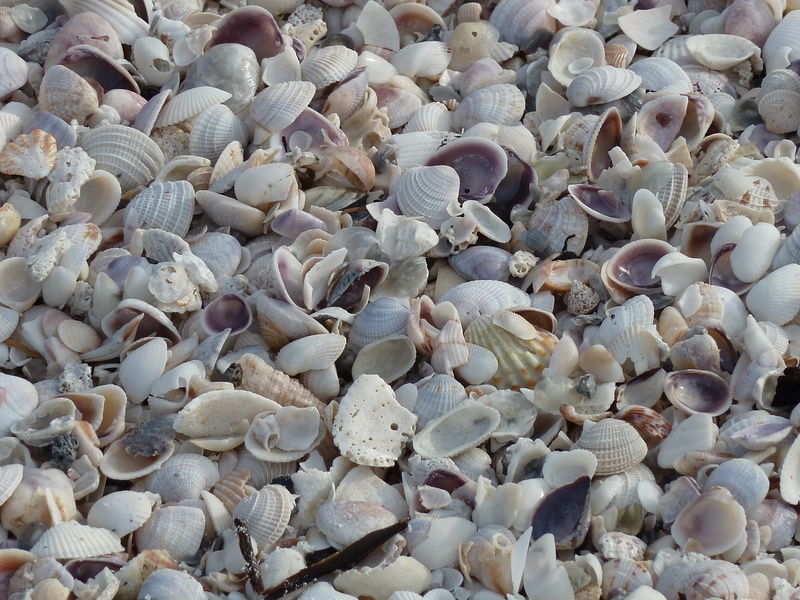 undersea, sea life, high angle view, mussel shells, full frame, white, natural pattern, no people, shells, holiday, nature, backgrounds, beauty in nature