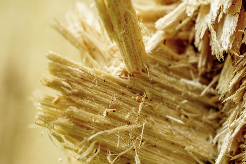 food, plant, wood splitter, agriculture, rope, textured, day, wood, food and drink, macro, invertebrate, focus on foreground, close-up, branch, extreme close-up