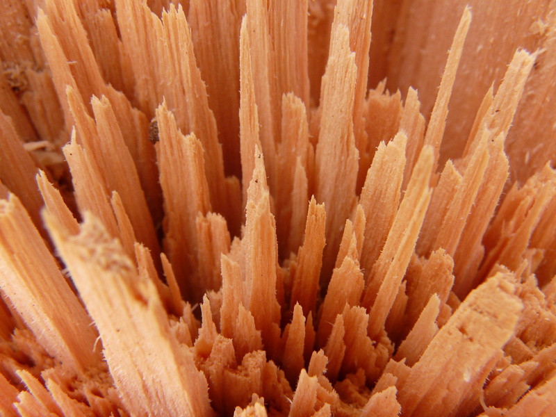 sea life, food, wood cutting, marine, close, textured, sea, 2K, food and drink, magnification, full frame, animal wildlife, nature, extreme close-up, coral