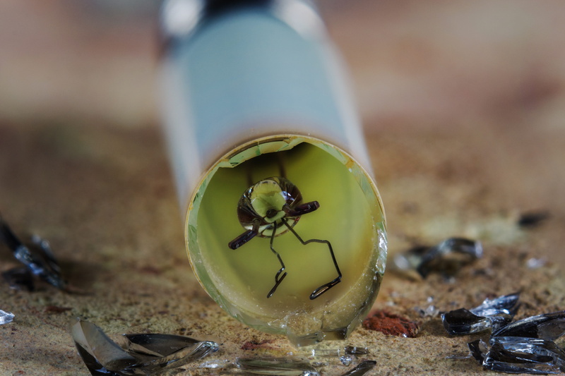 focus on foreground, lamp, broken, glass, electric, container, sand, animal wildlife, 4K, day, animal themes, table, glass - material, animals in the wild
