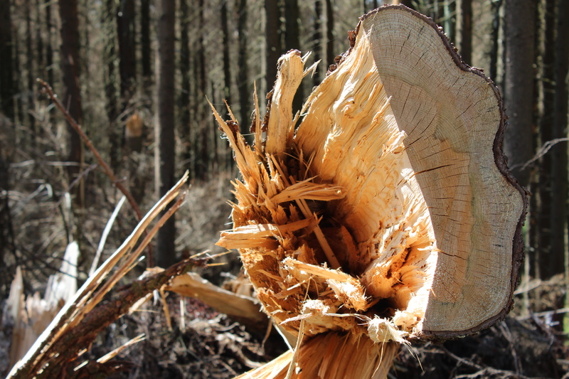 broken, tree, close-up, bark, tree trunk, winter, no people, wood - material, dry, plant, grubbing-up, field, day, logging, trunk, splitter, focus on foreground