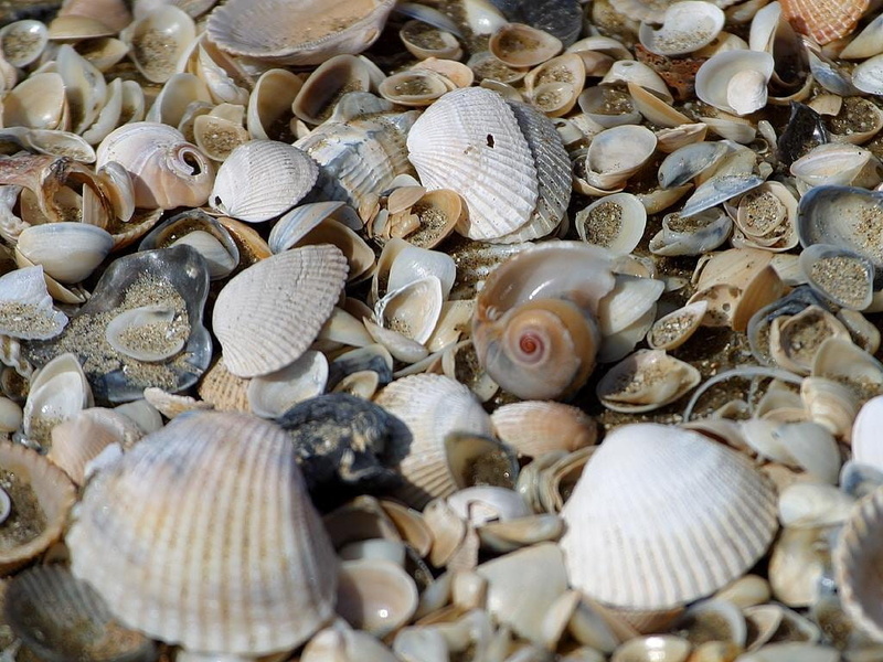 pieces, seafood, marine, full frame, shell, still life, sea, old, clam, shells, animal, abundance, fauna, close-up, animal shell, detail, skeleton, animals