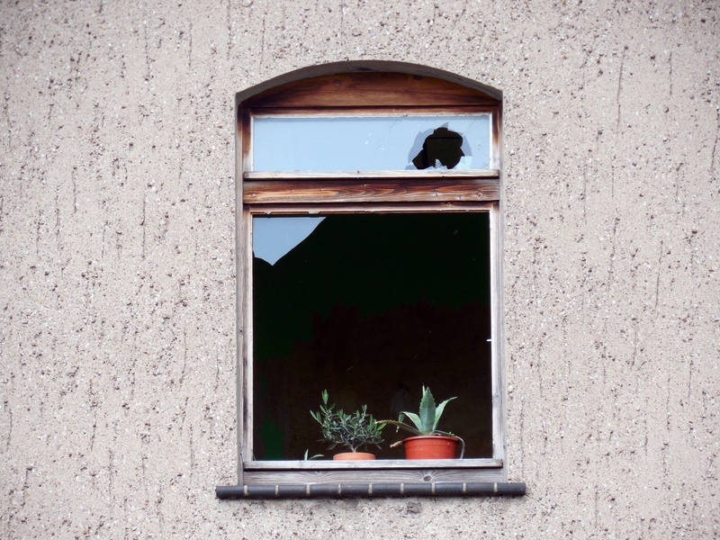 built structure, glass, decay, no people, domestic, mammal, plant, fragmented, architecture, nature, broken, window, facade, domestic animals, 2K, disc