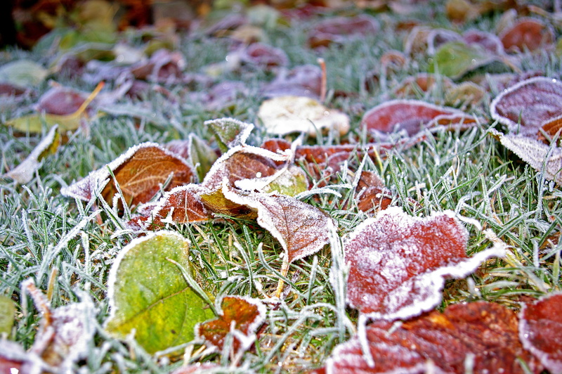 dry, winter magic, close, plant, close-up, halme, field, backgrounds, icy, beauty in nature, frost, grass, wintry, selective focus, ripe, ice, white, fall foliage