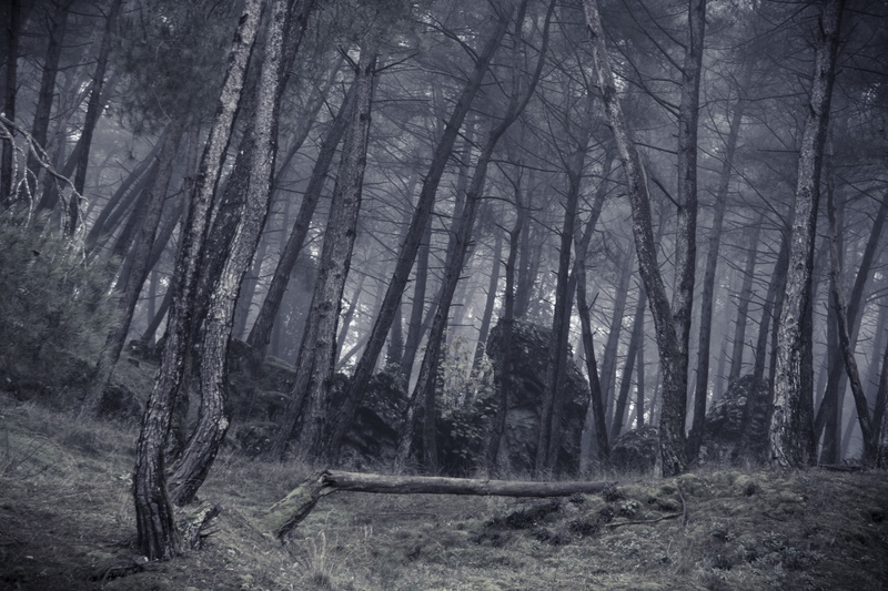 outdoors, woodland, growth, tranquility, remote, no people, photography, trunk, cloud, grayscale, beauty in nature, forest, tree trunk, environment, scenics - nature