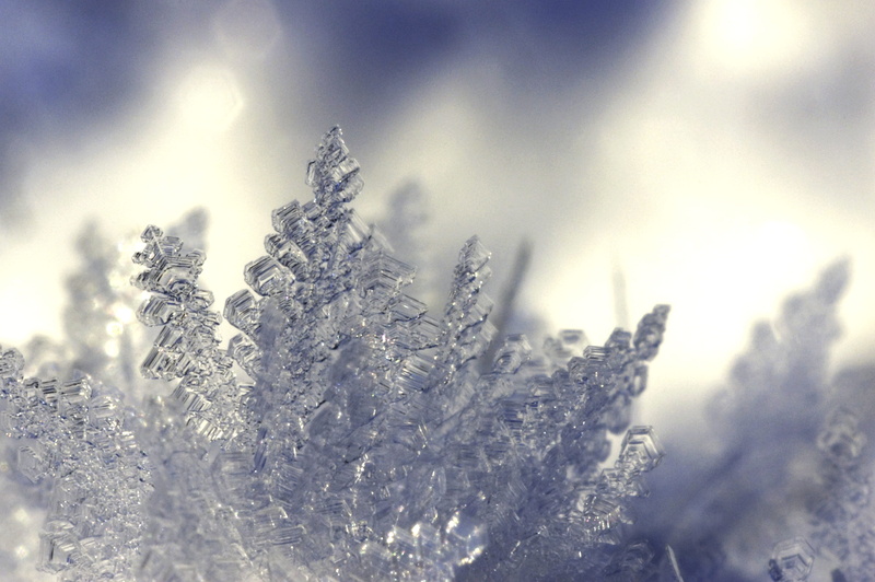 frost, nature, snowing, field, snow, fir tree, plant, coniferous tree, outdoors, beauty in nature, no people, blizzard, shards, depth, tree, photography