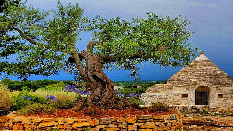 growth, nature, the past, no people, old, sky, sunlight, spirituality, tree, religion, 1080P, holiday, cross, day, plant, italy, built structure, history