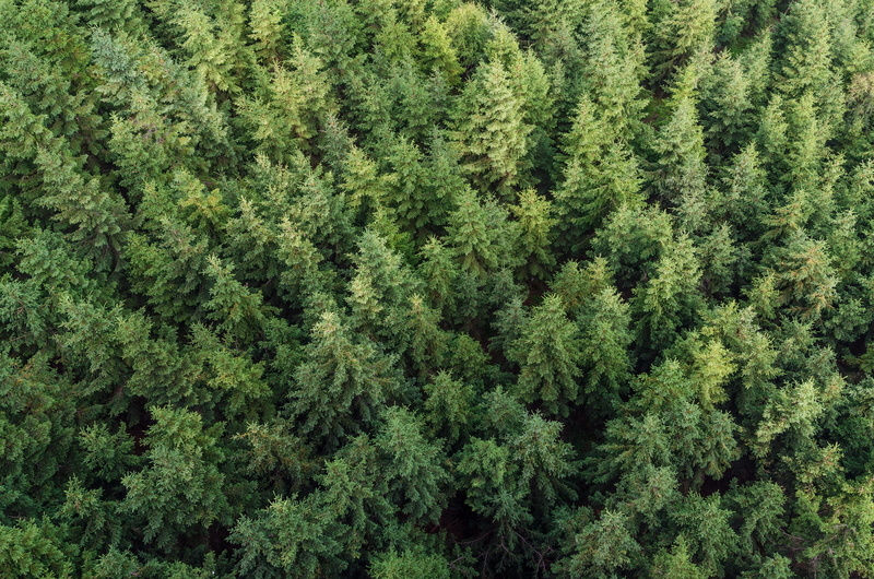outdoor, conifer, fresh, new, macro, christmas, woodland, natural, coniferous, angle, young, full frame, design, evergreen tree, pine wood, beauty, botanical