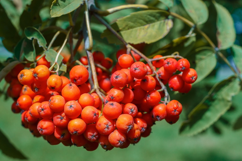 beauty, food and drink, berry fruit, bright, closeup, wellbeing, rowan, summer day, branch, childhood, ripe, nicely, berry, summer, growth, organic, plant