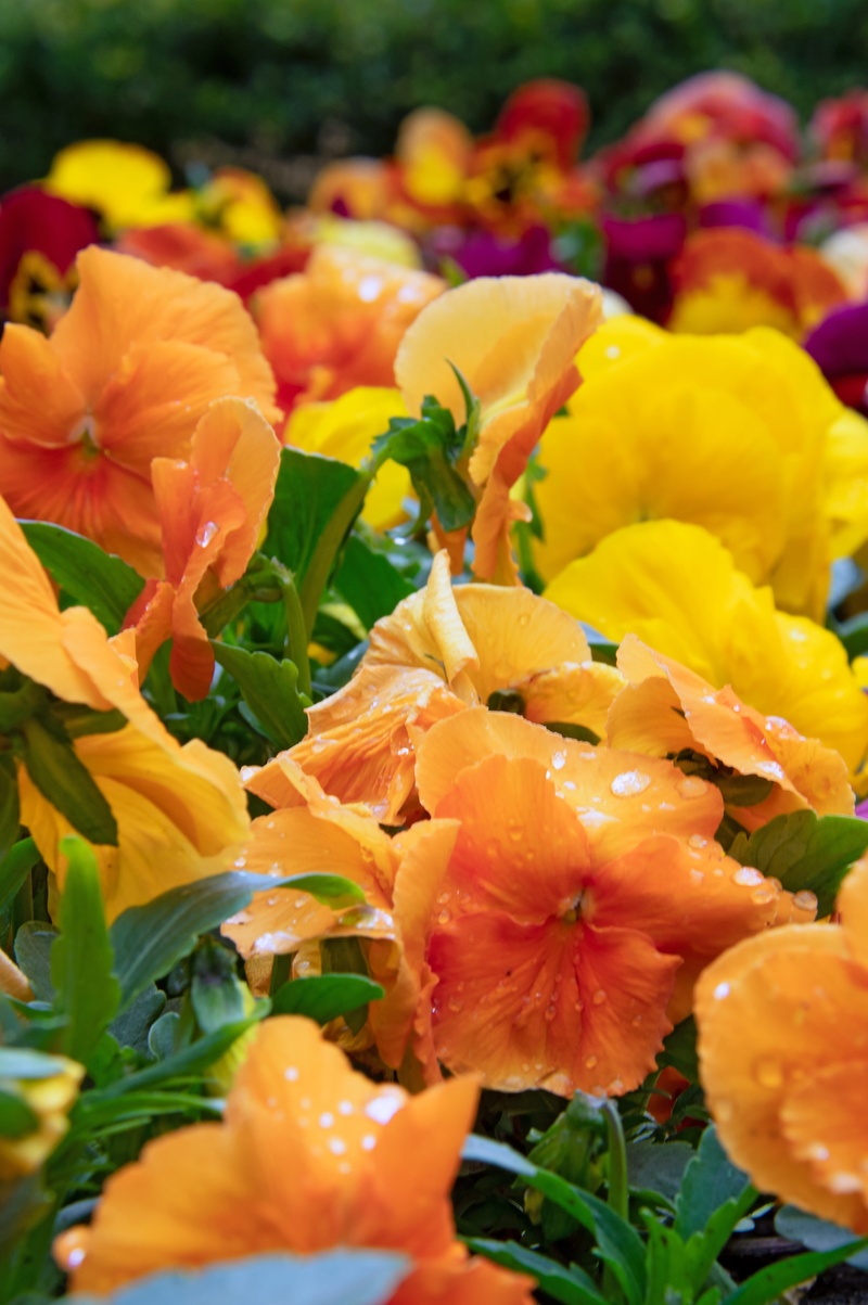 healthy, flowering plant, natural, 5K, day, close-up, growth, spring, flower head, orange color, petal, beauty in nature, selective focus, flowers, garden