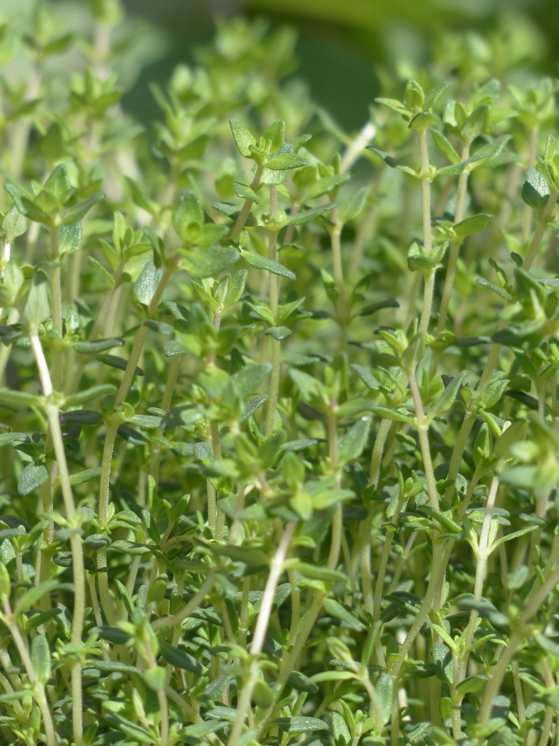 green, Kitchen, real thyme, field, outdoors, 4K, land, kuttelkraut, beauty in nature, day, Thyme, nature, agriculture, vegetable, medicinal plant, kitchen herb