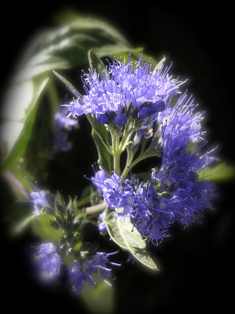 selective focus, culinary herbs, kitchen herb, plant, petal, vulnerability, scented plant, kitchen spice, inflorescence, beauty in nature, no people, flowering plant