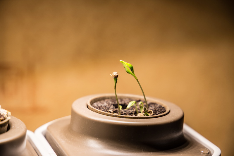 gray, coriander, growth, beginnings, selective focus, tray, plant part, close-up, seed, food and drink, food, container, no people, wealth, plant, copy space