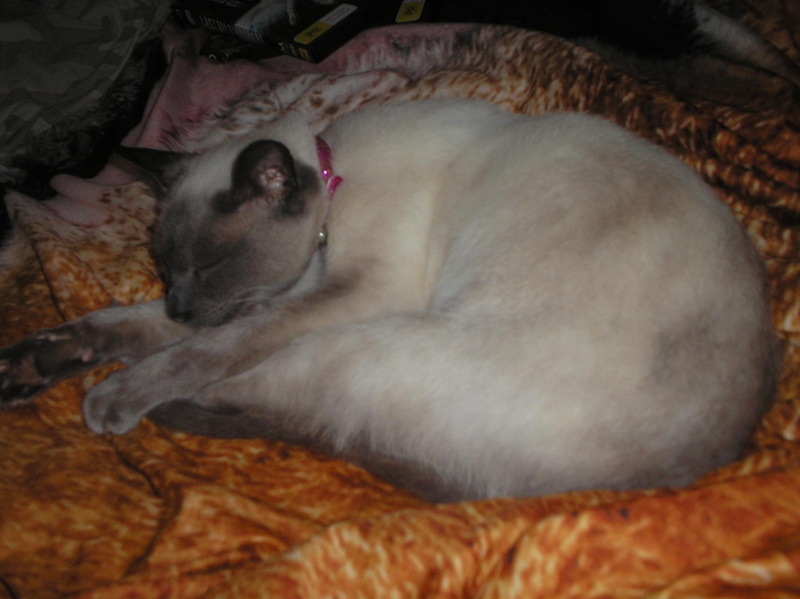 bed, siamese, sleep, animals, nutmeg, sleeping, 1080P