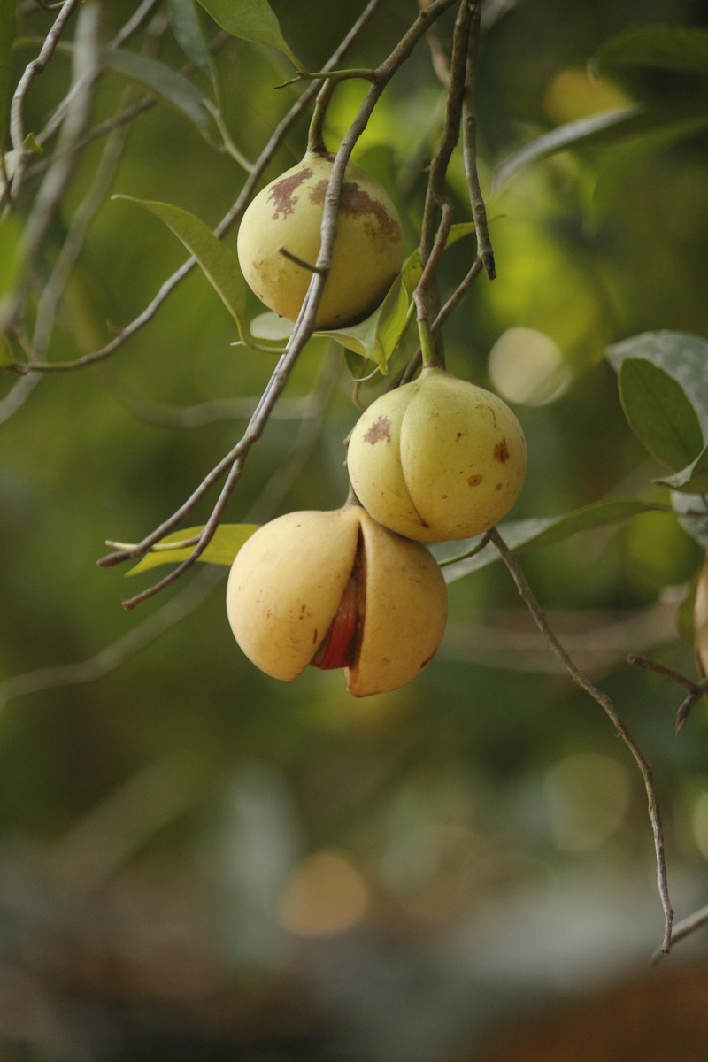 vegetarian, beauty in nature, growth, tropical, vitamin, agriculture, plant, nutmeg, green, nutrition, food and drink, no people, green color, diet, leaf