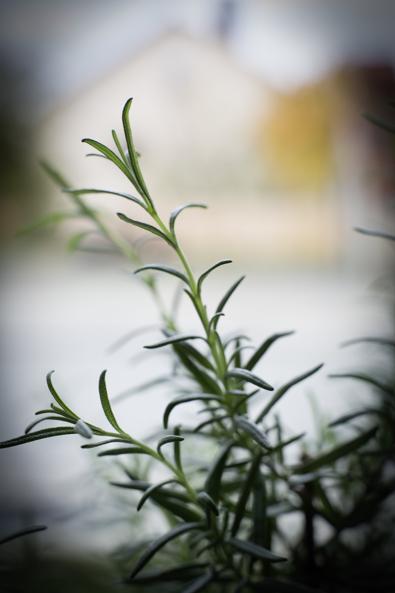 fragility, day, tranquility, herbage, selective focus, cook, green color, kitchen, nutmeg, growth, plant, aroma, garden basil, leaf, recipe, cooking, herb