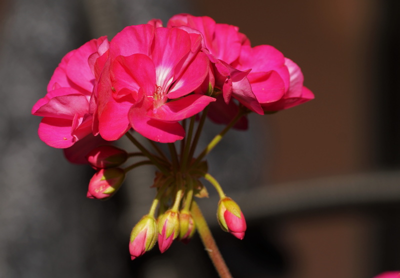 selective focus, balcony, freshness, fragility, geranium, petal, close-up, flowering, red, day, inflorescence, pink color, outdoors, flowering plant, springtime