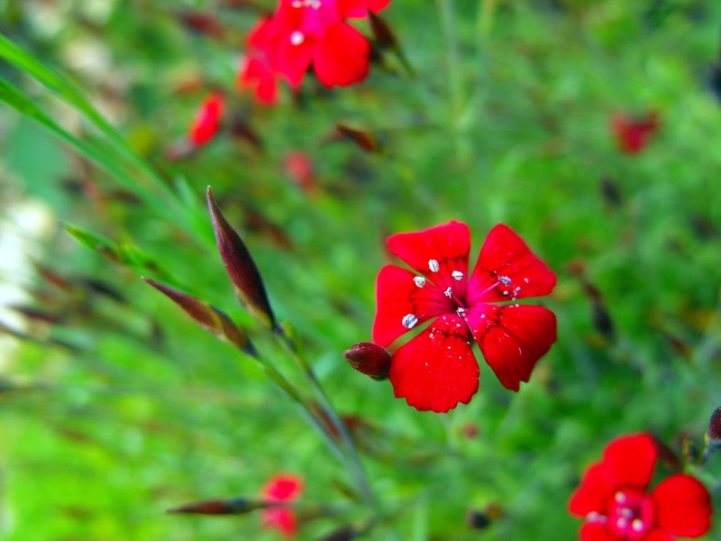 outdoors, flower head, plant part, petal, fragility, garden, red, Garden, vulnerability, plant, focus on foreground, inflorescence, 1080P, green color