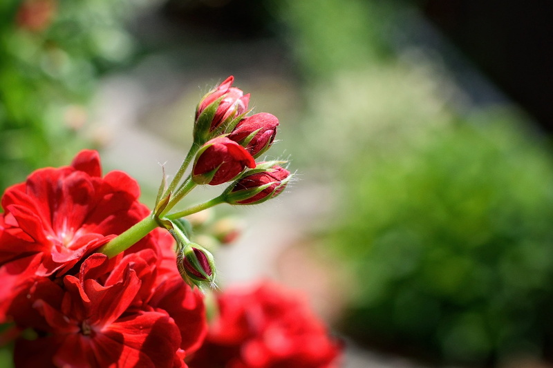 Pelargonium, red, ornamental garden, photography, focus on foreground, growth, focus, flowerbed, flowering plant, macro, flowers, environment, plant part
