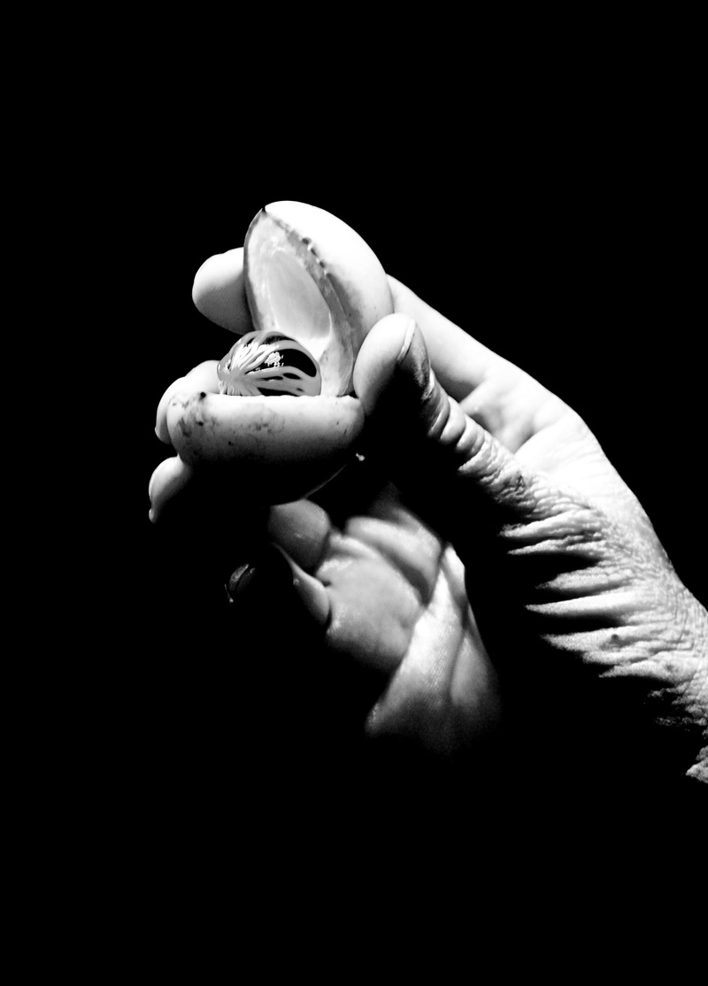 dark background, indoors, one animal, human body part, real people, human hand, unrecognizable person, black white, nutmeg, lifestyles, copy space, black background