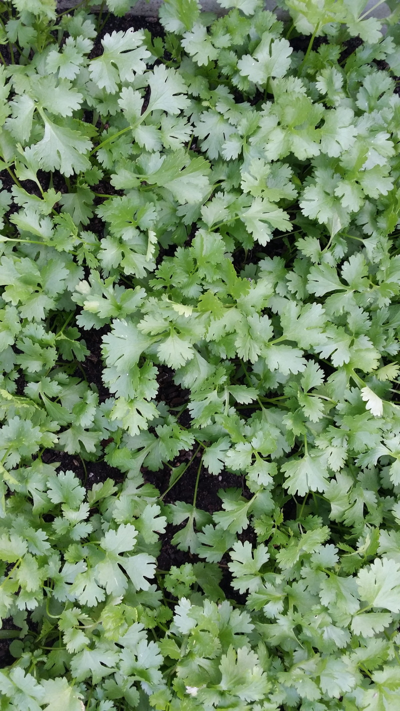 green color, herb, high angle view, full frame, nature, leaf, green, plant, garden, natural, outdoors, 4K, background, plant part, freshness, flowering plant