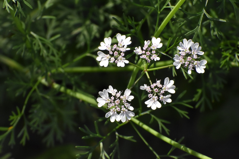 spice, flower head, spices, outdoors, plant, close-up, umbrella, nature, petal, flowers, vulnerability, cilantro, day, flowering plant, coriander, small