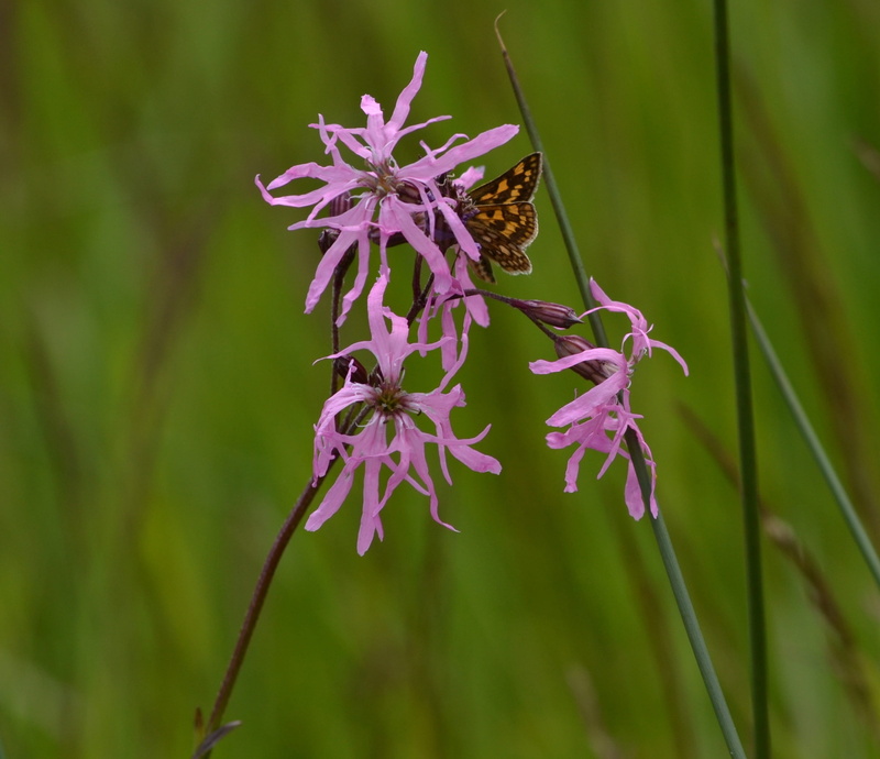 focus on foreground, inflorescence, animals in the wild, outdoors, 2K, butterfly - insect, purple, growth, nature, plant, vulnerability, close-up, flowering plant