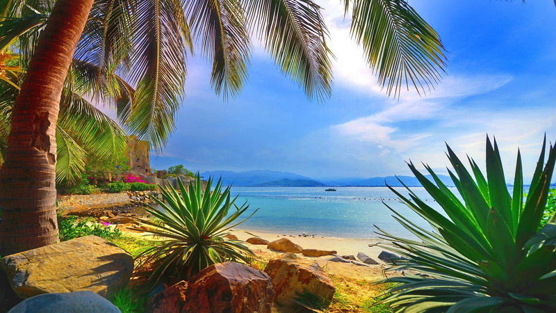 sea, plant, beach, tropical tree, scenics - nature, beauty in nature, beautiful, tropical climate, no people, cloud - sky, coconut palm tree, outdoors