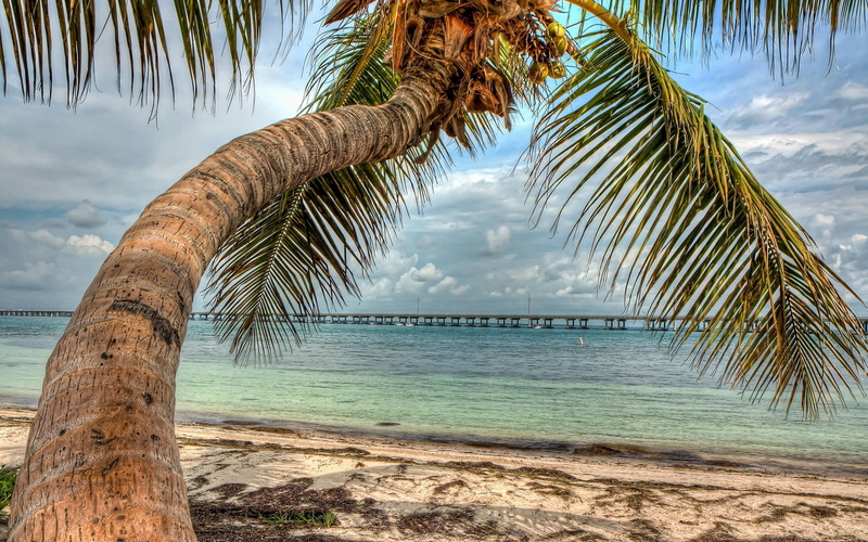 beach, tropical climate, tree trunk, sea, water, scenics - nature, outdoors, bay, land, horizon over water, cloud - sky, sky, no people, turquoise colored