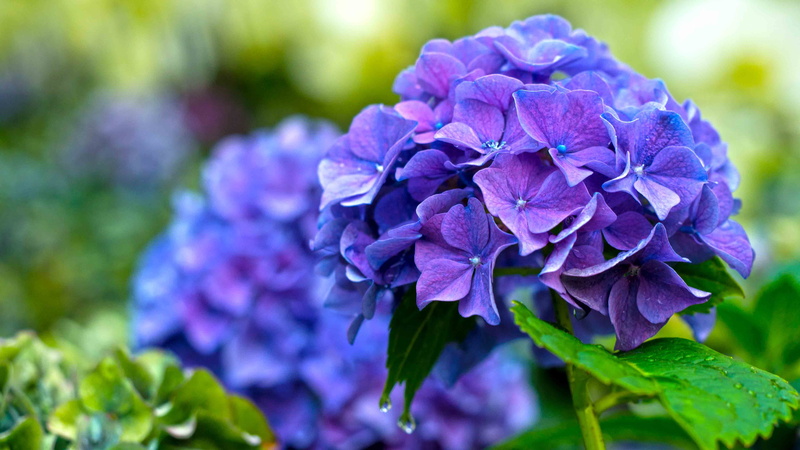 no people, plant part, bunch of flowers, ornamental garden, singapore, summer, nature, purple, 4K, flower, petal, day, outdoors, hydrangea, leaf, vulnerability