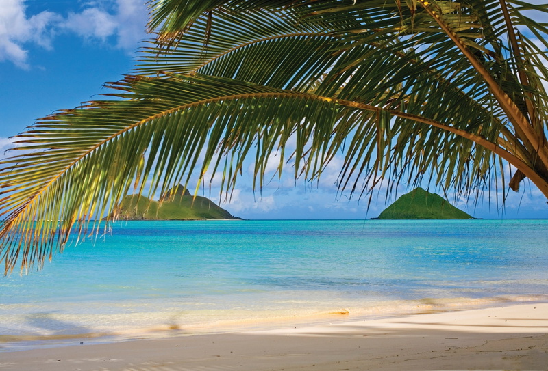 leaf, horizon over water, turquoise colored, outdoors, tropical climate, sea, no people, tropical tree, palm tree, plant, land, palm leaf, tranquility
