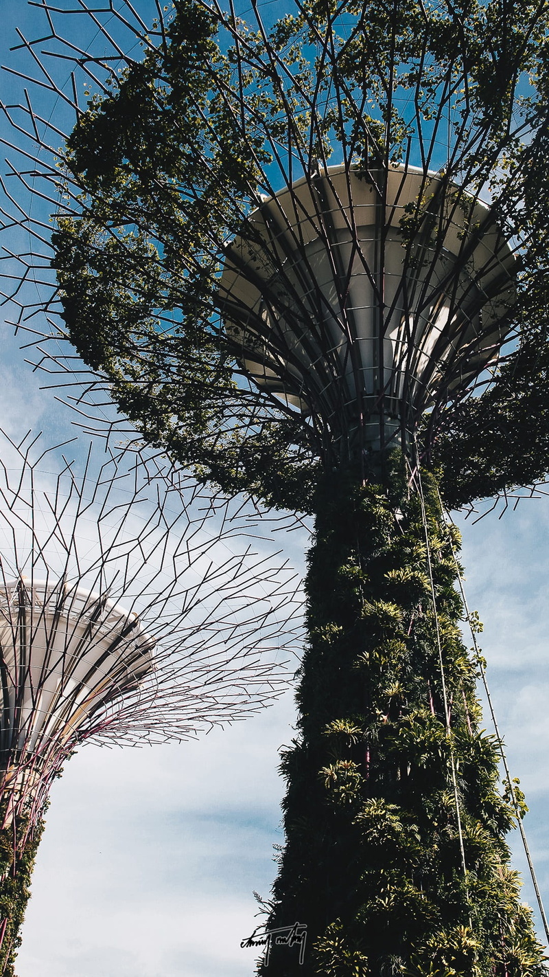 landmark, tree, modern, bay, tree trunk, travel, singapore, plant, leaf, urban, grass, no people, cityscape, growth, green