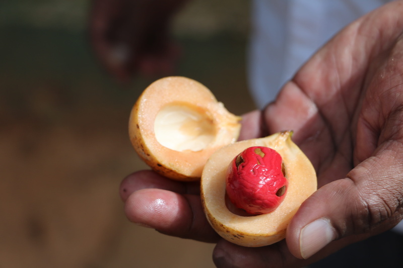 5K, finger, body part, ripe, one person, nutmeg, close-up, healthy lifestyle, human body part, cross section, sri lanka, food, adult, spices, fruit, human finger