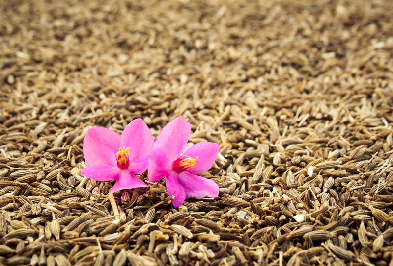 inflorescence, grains, pink color, land, flower head, spice, growth, freshness, field, flower, cumin, close-up, 4K, fragility, day, closeup, focus on foreground