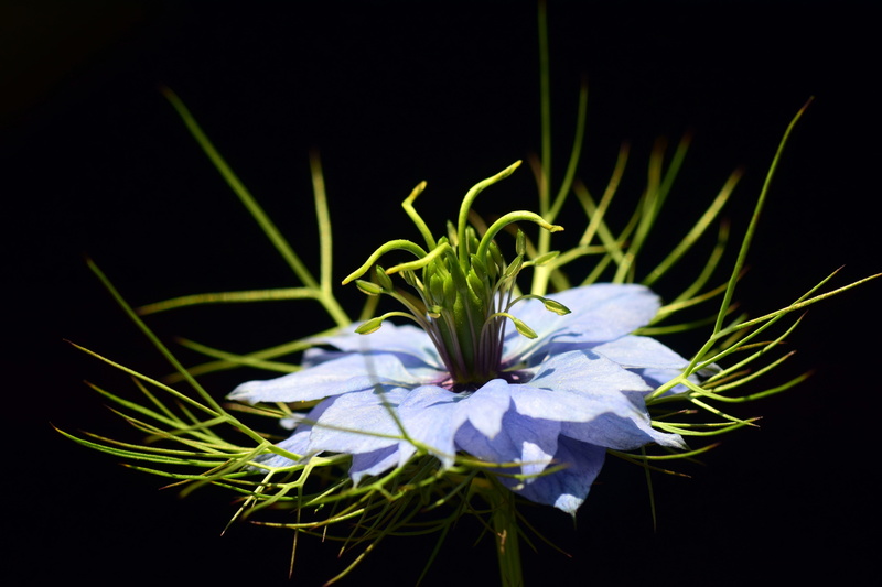 damascene caraway, damask black cumin, venus hairy, 5K, gretchen in the bush, vulnerability, black background, nature, purple, no people, gardening, black cumin