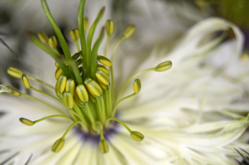 springtime, day, flowering plant, fragility, Virgin, 4K, no people, vulnerability, Flower, virgin in the green, beauty in nature, focus on foreground