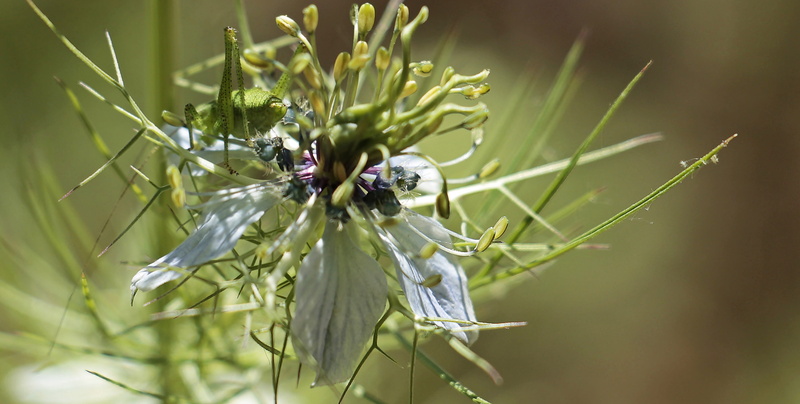 outdoors, green, close, flower, vulnerability, garden black cumin, invertebrate, no people, animals in the wild, damask black cumin, naturopathy, bloom