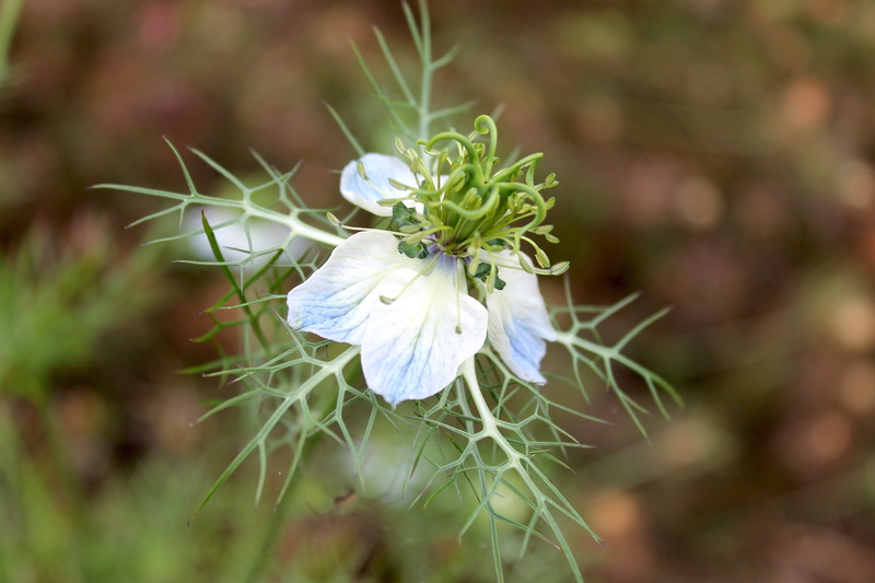 focus on foreground, freshness, white color, purple, Blossom, flower, garden, beauty In Nature, petal, plant, fragility, green Color, springtime, flower head