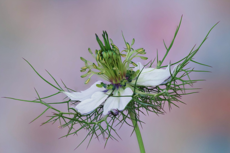 growth, 4K, plant, leaf, sepal, green color, white, studio shot, nigella, fragility, damask black cumin, flower arrangement, bloom, flower, close-up, no people