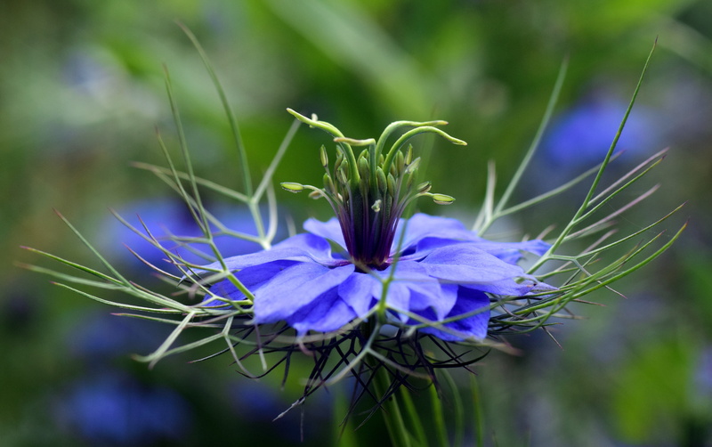 bride in shed hairs, no people, inflorescence, nature, late summer, flowering plant, beauty in nature, blue, black cumin, close, virgin in the green, garden black cumin