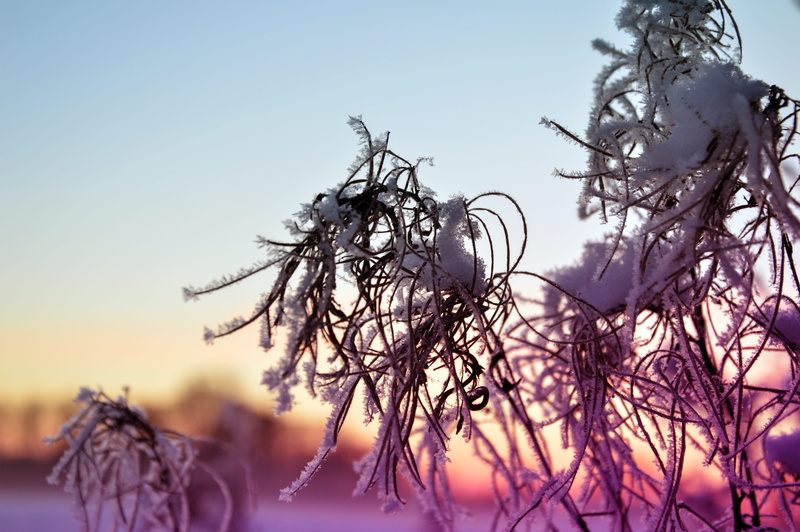 tranquility, 5K, Winter, environment, plant, Ice, growth, day, purple, Snow, tree, nature, tranquil scene, cold temperature, sky, violet, beauty in nature