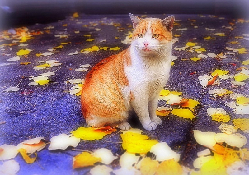 beautiful, softness-beauty, fall-season, orange, short, autumn, cool, fur, leaves, trees, animals, cat, nature, white, creative-pre--made, 1080P, lovely