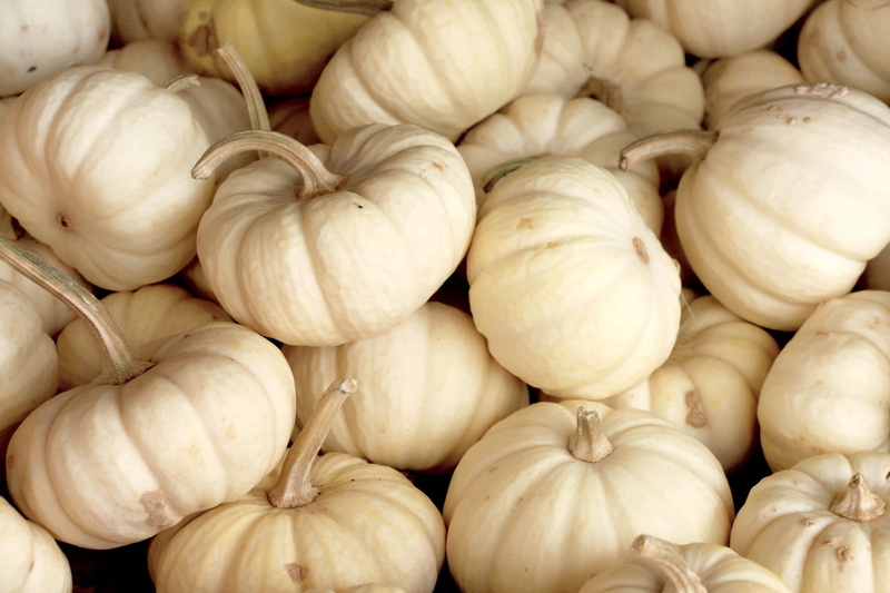still life, gourd, ripe, autumn, season, retail display, abundance, squash, seasonal, halloween, retail, close-up, harvest, sale, large group of objects
