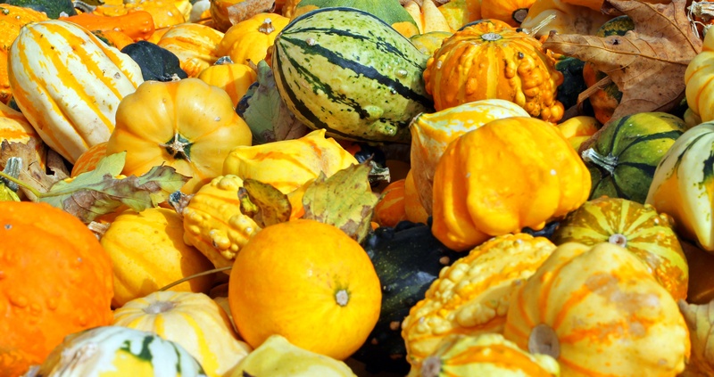 agriculture, farm, healthy eating, full frame, no people, food, colorful, abundance, autumn, deco, decoration, vegetable, vegetables, gourd, food and drink