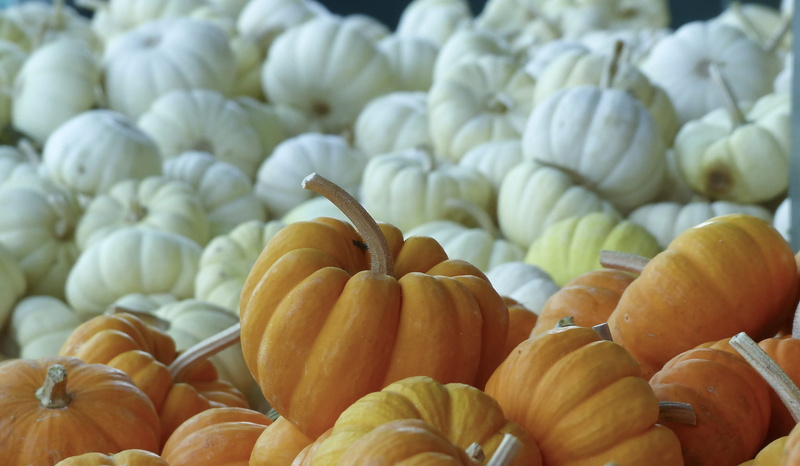fruit, for sale, season, ripe, agriculture, thanksgiving, seasonal, focus on foreground, squash, harvesting, large group of objects, october, still life