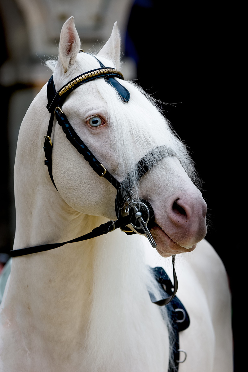 cheval, animal Harness, mammal, rural Scene, nature, wild life, animal Eye, close-up, livestock, portrait, regard, mammals, one Animal, wildanimal, thoroughbred Horse